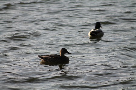 Schwanenteich, Zwickau GERMANY