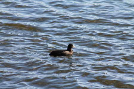 Schwanenteich, Zwickau GERMANY
