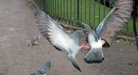 Birds at Hyde Park, LONDON