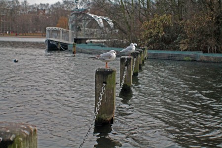 Birds at Hyde Park, LONDON