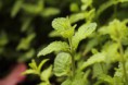 /album/photo-gallery-macro-photography/sides-mint-jpg/