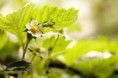 /album/photo-gallery-macro-photography/sides-wild-strawberries-1-jpg/